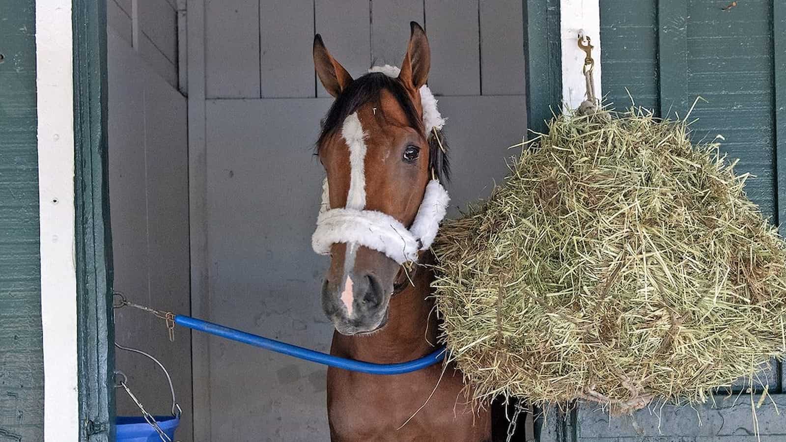 Mystik Dan is in Pimlico now and Contenders are arriving at Pimlico too