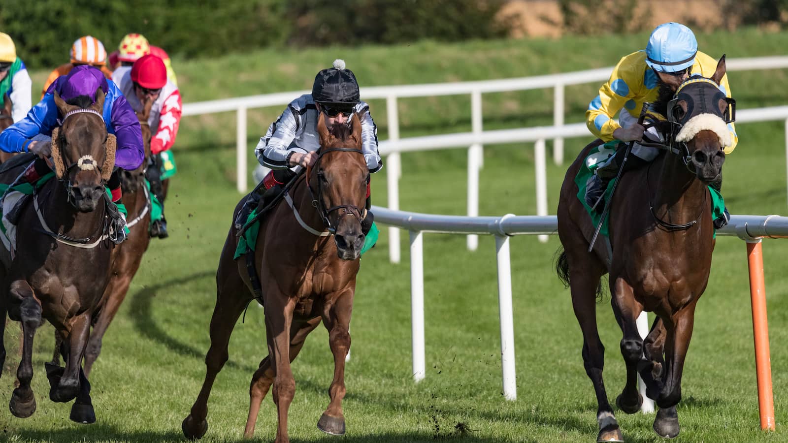 Champion Filly Blind Luck Passes Away